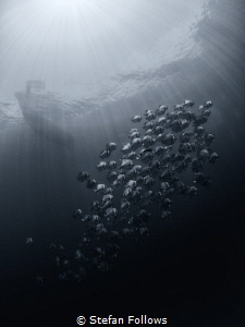 "And I feel like I just got home ... " Madonna. Longfin B... by Stefan Follows 